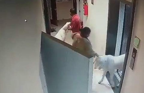 ഫ്ലാറ്റിലെത്തിച്ച ആടുകള്/ വീഡിയോ ദൃശ്യം