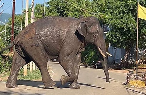 അരിക്കൊമ്പന്