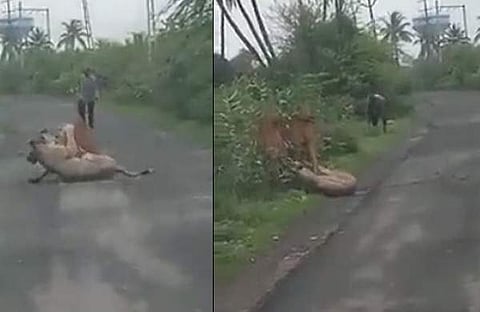 പശുവിനെ ആക്രമിക്കുന്ന സിംഹം/ വിഡിയോ സ്ക്രീൻഷോട്ട്