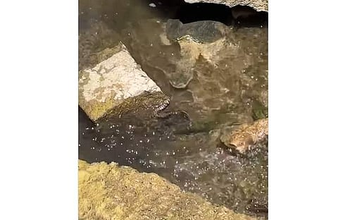 പാമ്പിനെ പിടികൂടാന് അരികിലേക്ക് നീങ്ങുന്ന ആമയുടെ ദൃശ്യം