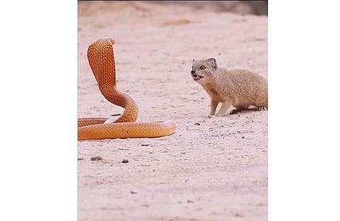 പാമ്പും കീരിയും നേര്ക്കുനേര് നില്ക്കുന്ന ദൃശ്യം