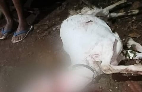 ആടിനെ പുലി കടിച്ചുകൊന്ന നിലയില്, സ്ക്രീന്ഷോട്ട്