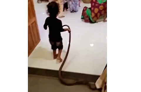 പാമ്പിനെ വീട്ടിലേക്ക് വലിച്ചിഴച്ച് കൊണ്ടുവരുന്ന കുട്ടിയുടെ ദൃശ്യം