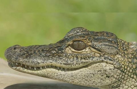 ഫയല് ചിത്രം