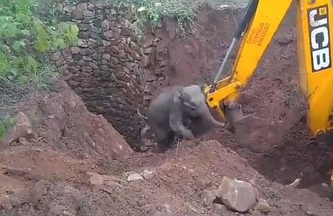 കിണറ്റില് നിന്ന് കുട്ടിയാനയെ രക്ഷിക്കുന്ന ദൃശ്യം