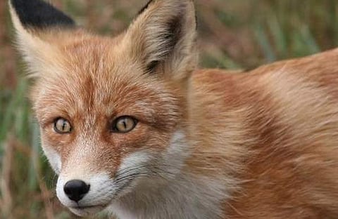 പ്രതീകാത്മക ചിത്രം