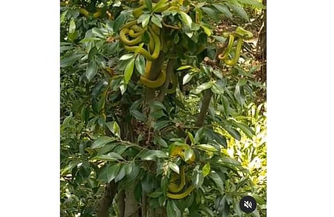 മരത്തില് ചുറ്റി പിണഞ്ഞ് കിടക്കുന്ന പാമ്പിന് കൂട്ടം, സ്ക്രീന്ഷോട്ട്