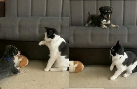 പൂച്ചയെ വിറപ്പിച്ച് നായക്കുട്ടി/ വിഡിയോ സ്ക്രീൻഷോട്ട്