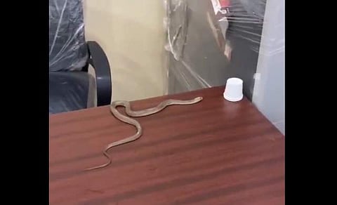 മേശപ്പുറത്ത് പാമ്പ് ഇഴഞ്ഞുനീങ്ങുന്ന ദൃശ്യം