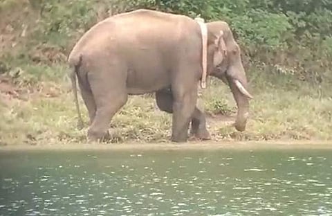 അരിക്കൊമ്പൻ/ വീഡിയോ ദൃശ്യത്തില് നിന്ന്