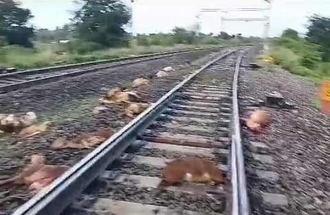 ആടുകള് ട്രെയിനിടിച്ച് ചത്ത നിലയില്, ട്വിറ്റര്