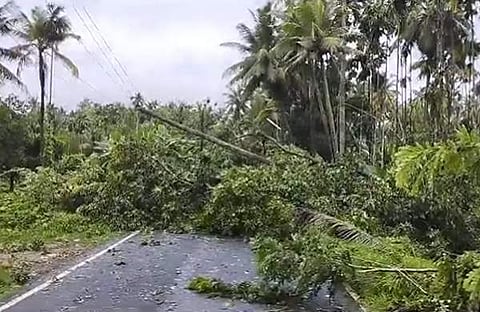 മിന്നല്ച്ചുഴലിയില് കടപുഴകിയ മരങ്ങള്