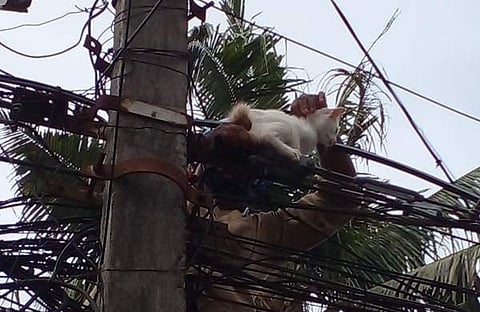 വൈദ്യുതി ലൈനില് കുടുങ്ങിയ പൂച്ചയെ രക്ഷിക്കുന്ന ദൃശ്യം, കെഎസ്ഇബി ഫെയ്സ്ബുക്കില് പങ്കുവെച്ചത്