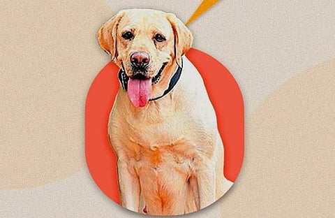 പൊലീസ് നായ ലൂസി