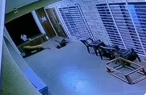 നായയെ ആക്രമിക്കുന്ന പുലിയുടെ ദൃശ്യം