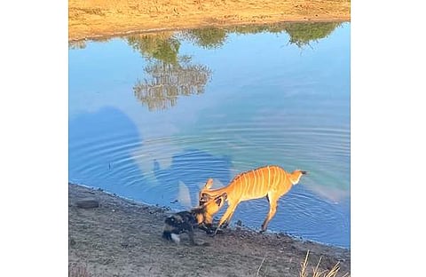 മാനിനെ കാട്ടുനായ ആക്രമിക്കുന്ന ദൃശ്യം