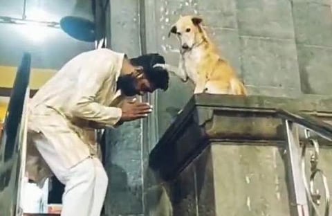 ഭക്തരെ അനുഗ്രഹിക്കുന്ന തെരുവുനായ/ വിഡിയോ സ്ക്രീൻഷോട്ട്