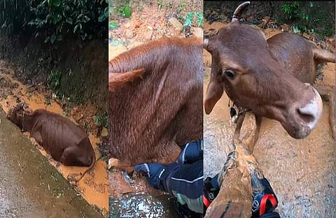 ചെളിയിൽ അകപ്പെട്ടു പോയ പശുവിനെ പുറത്തെടുത്തു/ ഇൻസ്റ്റഗ്രാം
