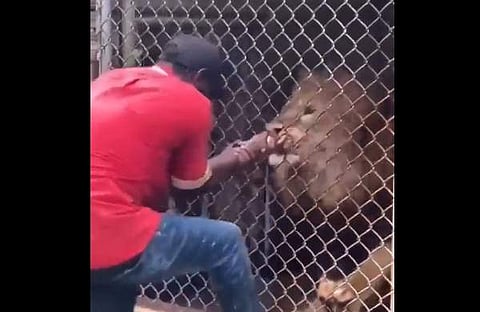 സിംഹത്തിന്റെ ആക്രമണത്തില് നിന്ന് യുവാവ് രക്ഷപ്പെടാന് ശ്രമിക്കുന്ന ദൃശ്യം