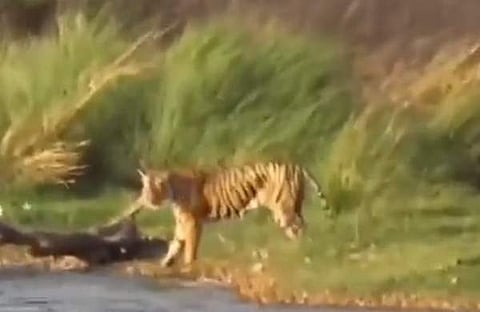 മുതലയുടെ ആക്രമണത്തില് നിന്ന് രക്ഷപ്പെട്ട് കരയ്ക്ക് കയറിയ കടുവയുടെ ദൃശ്യം