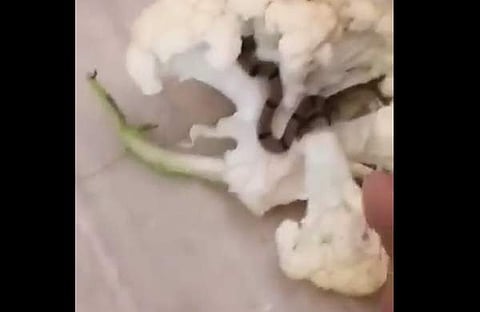 കോളിഫ്ളവറില് നിന്ന് കണ്ടെത്തിയ പാമ്പിന്റെ ദൃശ്യം