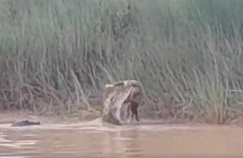 വീഡിയോ ദൃശ്യം