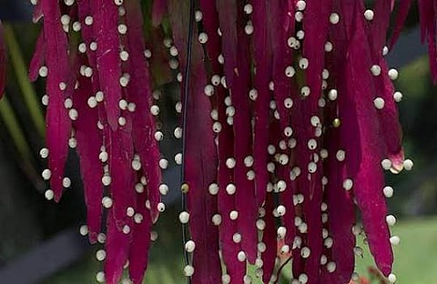 റെഡ് റിപ്സാലിസ്