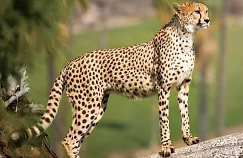 പ്രതീകാത്മക ചിത്രം