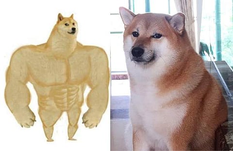 ചീംസ് മീം/ ട്വിറ്റർ