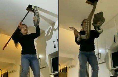 യുവതി പാമ്പിനെ പിടികൂടുന്നു/ വിഡിയോ സ്ക്രീൻഷോട്ട്