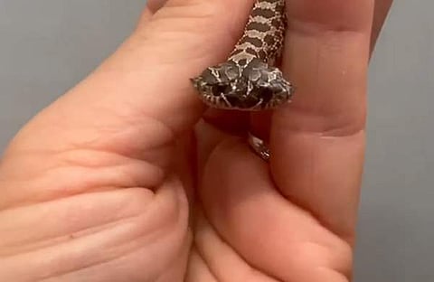 ഇരട്ടത്തലയുള്ള പാമ്പിന് കുഞ്ഞിന്റെ അപൂര്വ്വ ദൃശ്യം