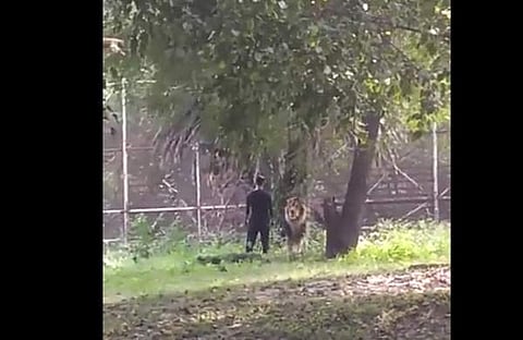 സിംഹത്തിന്റെ അരികില് യുവാവ്, സ്ക്രീന്ഷോട്ട്