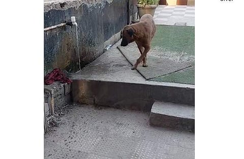 പൈപ്പിന് അരികില് നില്ക്കുന്ന നായയുടെ ദൃശ്യം