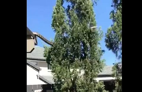 മേല്ക്കൂരയില് നിന്ന് മരത്തിലേക്ക് കയറുന്ന പെരുമ്പാമ്പിന്റെ ദൃശ്യം