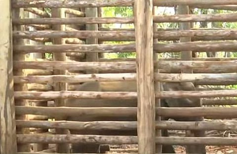 പി ടി സെവനെ കൂട്ടിലടച്ച നിലയില്, സ്ക്രീന്ഷോട്ട്