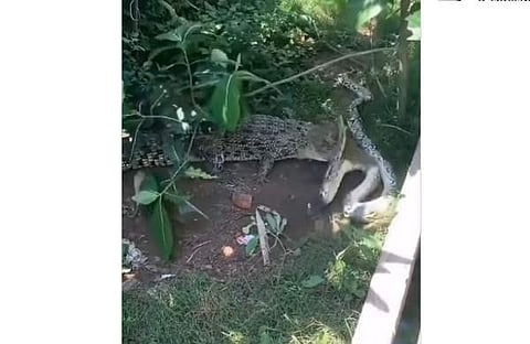 പെരുമ്പാമ്പിനെ ആക്രമിക്കുന്ന മുതലയുടെ ദൃശ്യം