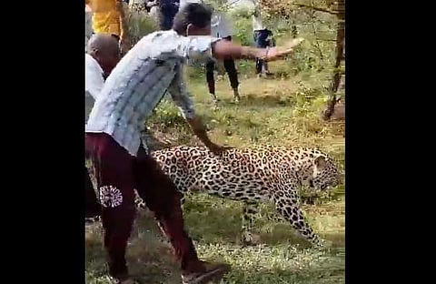 പുലിയെ ഉപദ്രവിക്കുന്ന നാട്ടുകാരുടെ ദൃശ്യം