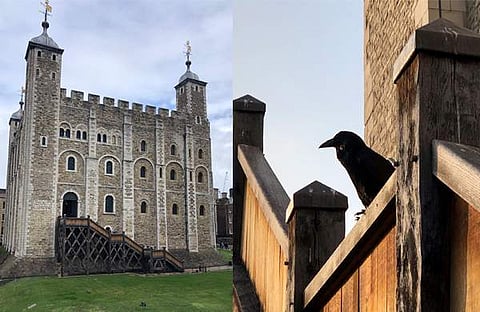 ടവര് ഓഫ് ലണ്ടന്, കോട്ടയ്ക്കുള്ളിലെ കാക്ക/ എക്സ്