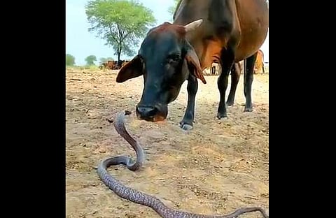മൂര്ഖന് പാമ്പും പശുവും നേര്ക്കുനേര് നില്ക്കുന്ന ദൃശ്യം