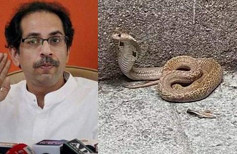 ഉദ്ധവ് താക്കറെയുടെ വീട്ടിൽ 'അപ്രതീക്ഷിത അതിഥി'; നാലടി നീളമുള്ള മൂർഖൻ പാമ്പ്