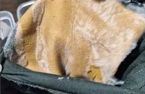 അടിവസ്ത്രത്തിനുള്ളില് സ്വര്ണം തേച്ച് പിടിപ്പിച്ച നിലയില്, സ്ക്രീന്ഷോട്ട്