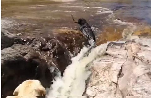 വായില് കമ്പുമായി രക്ഷപ്പെടാന് ശ്രമിക്കുന്ന നായയുടെ ദൃശ്യം