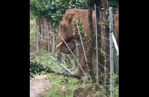 ഇലക്ട്രിക് ഫെന്സിങ് തകര്ക്കുന്ന കാട്ടാനയുടെ ദൃശ്യം