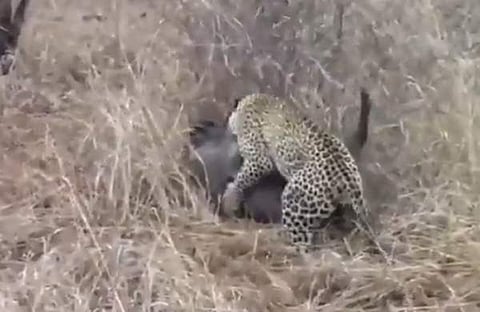 കാട്ടുപന്നിയെ ആക്രമിക്കുന്ന പുലിയുടെ ദൃശ്യം