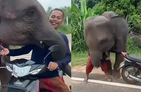 പരിചാരകന്റെ സ്കൂട്ടർ യാത്ര തടസപ്പെടുത്തുന്ന ആനക്കുട്ടി/ എക്സ് വിഡിയോ സ്ക്രീൻഷോട്ട്