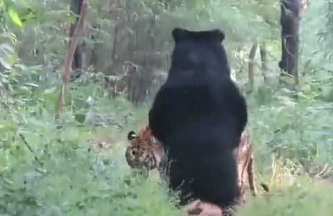 കടുവയും കരടിയും നേര്ക്കുനേര്