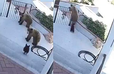 നായക്കുട്ടിയെ പേടിച്ച് ഓടുന്ന കരടികൾ/ വിഡിയോസ്ക്രീൻഷോട്ട്