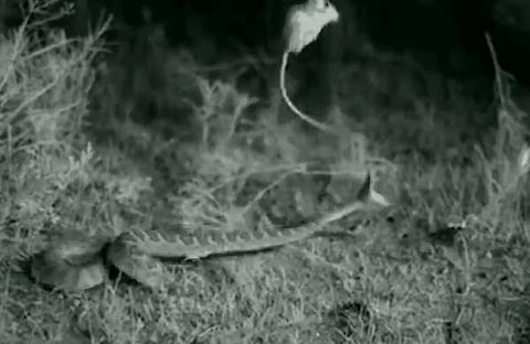 പാമ്പിന്റെ ആക്രമണത്തില് നിന്ന് എലി രക്ഷപ്പെടുന്ന ദൃശ്യം