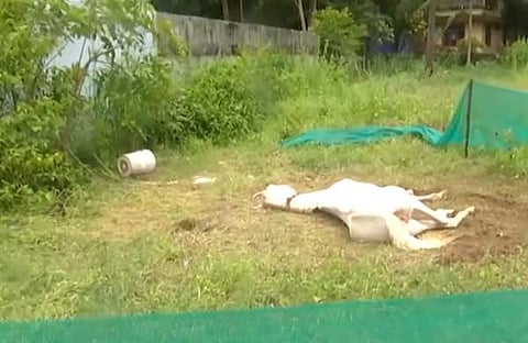 കാപ്പാട് ബീച്ചിൽ കുതിരയെ ഗുരുതരാവസ്ഥയിൽ കണ്ടെത്തിയപ്പോൾ/ ടെലിവിഷൻ ദൃശ്യം