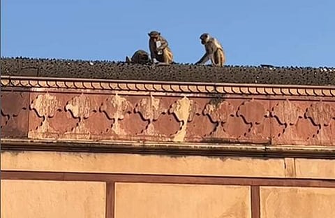 ഐഫോണുമായി ഇരിക്കുന്ന കുരങ്ങ്/ ഇൻസ്റ്റഗ്രാം